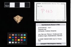Foto (Objekt + Etikett) von Decapoda indet.  (NHMW-GEO-2014-0194-0163)